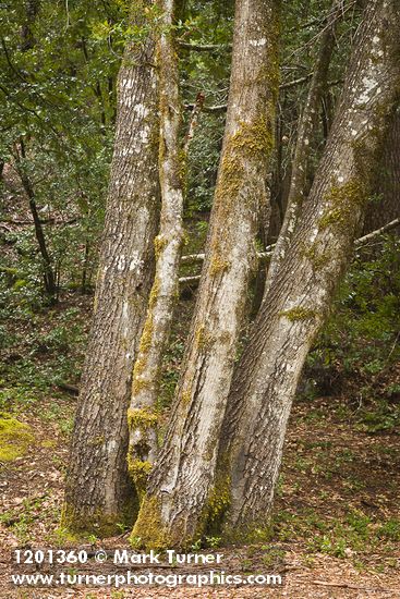 Notholithocarpus densiflorus