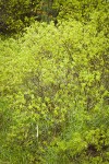 Tracy's Willow