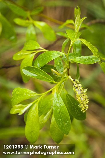 Salix tracyi