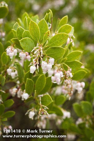 Arctostaphylos glandulosa