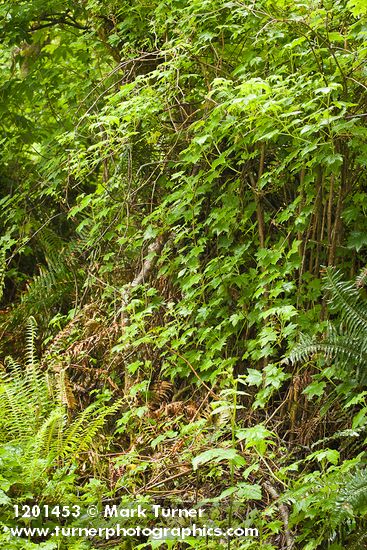 Ribes laxiflorum