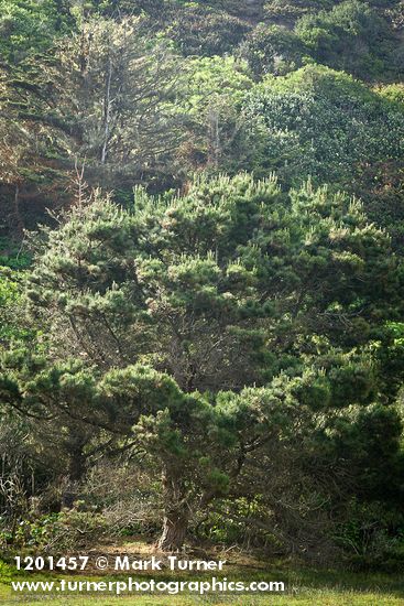 Pinus radiata