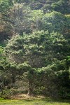 Monterey Pine