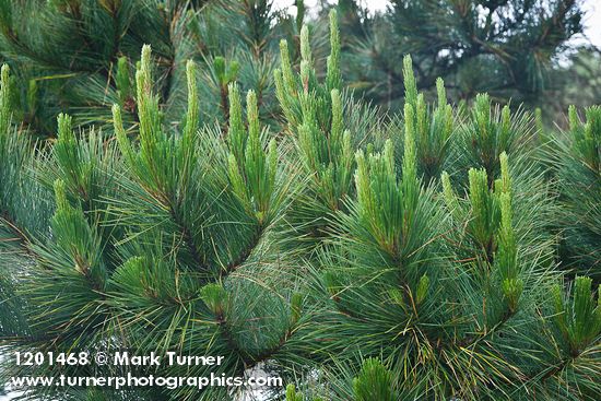 Pinus radiata