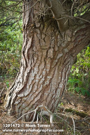 Pinus radiata