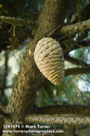 Pinus radiata