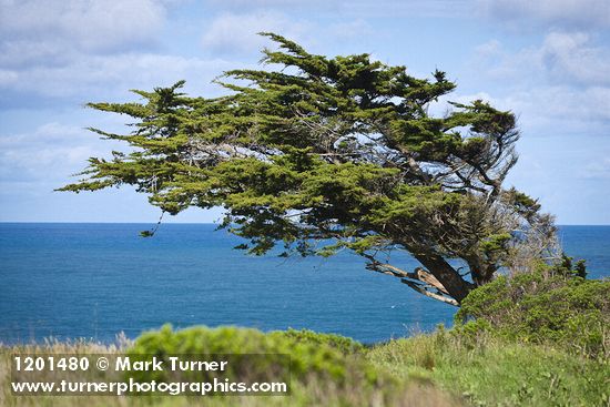 Cupressus macrocarpa