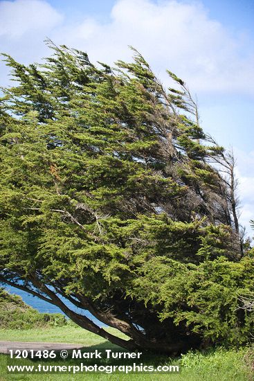Cupressus macrocarpa