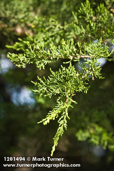Cupressus macrocarpa