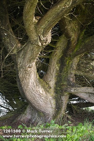 Cupressus macrocarpa
