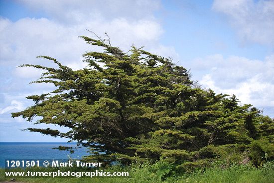 Cupressus macrocarpa