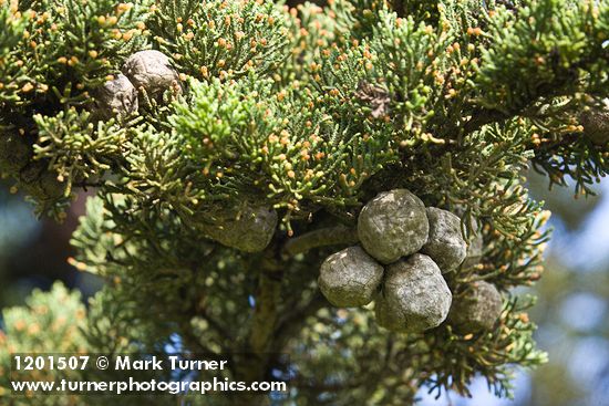 Cupressus macrocarpa