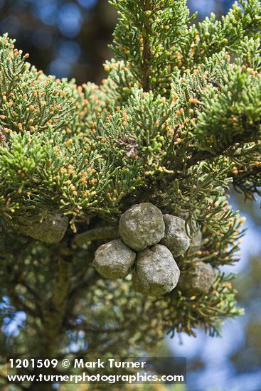 Cupressus macrocarpa
