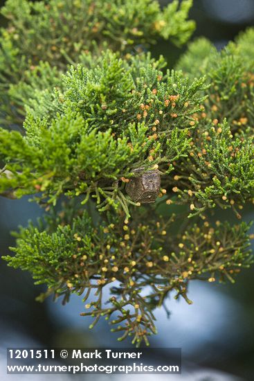 Cupressus macrocarpa
