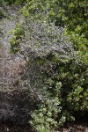 Wavyleaf Ceanothus
