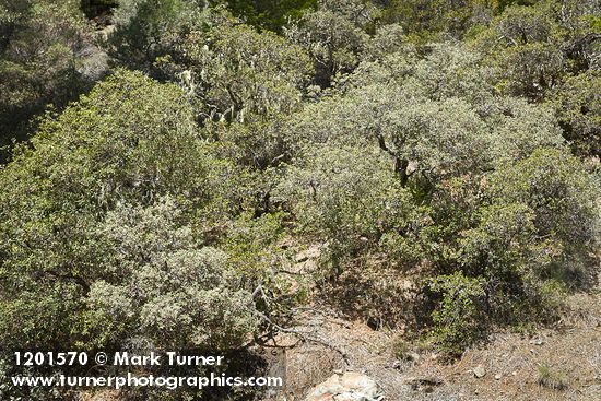 Quercus durata