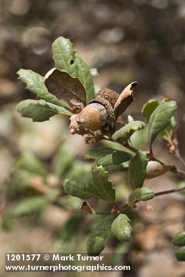 Quercus durata