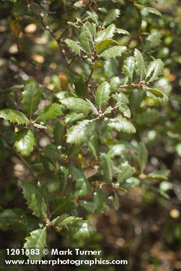 Quercus durata