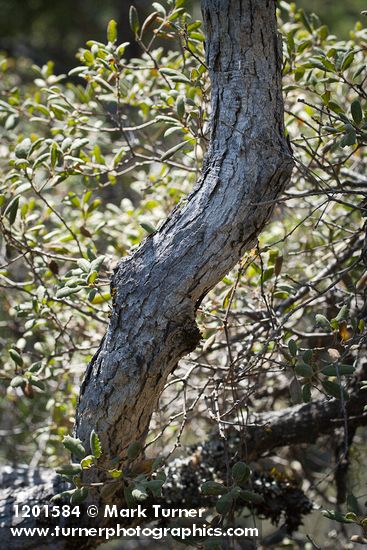 Quercus durata