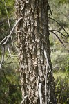 Goodding's Willow trunk