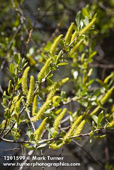 Salix gooddingii