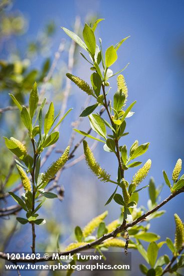 Salix gooddingii