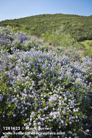 Ceanothus leucodermis