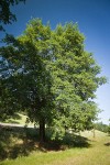 Interior Live Oak