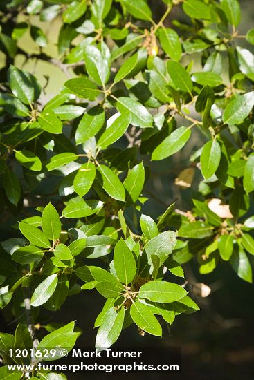 Quercus wislizeni