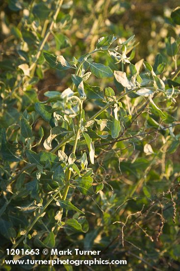 Atriplex lentiformis