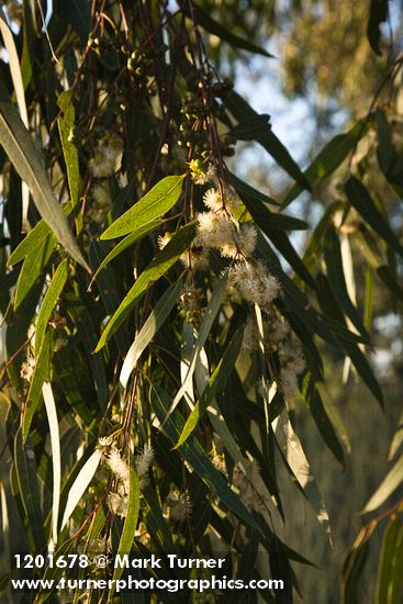 Eucalyptus globulus