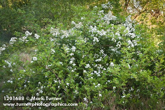 Rosa multiflora