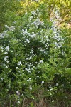 Multiflora Rose