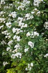 Multiflora Rose