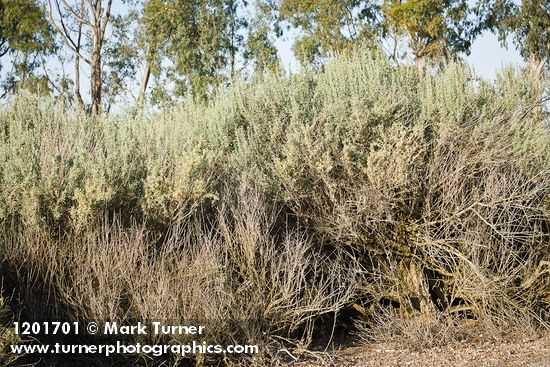 Atriplex canescens