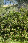Sugar Sumac