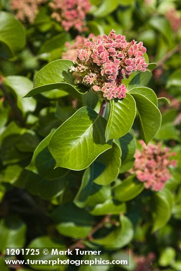 Rhus ovata