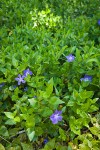 Large Periwinkle