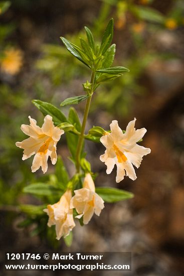 Diplacus grandiflorus