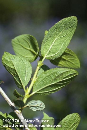 Ceanothus tomentosus