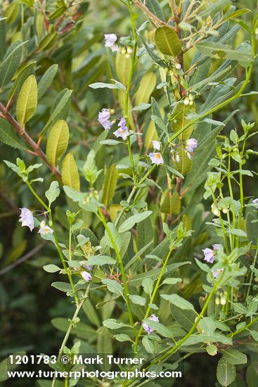 Solanum parishii
