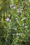 Parish's Nightshade
