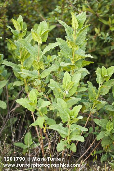 Lepechinia calycina