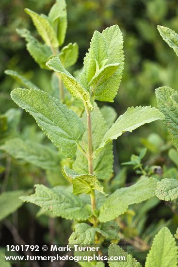Lepechinia calycina