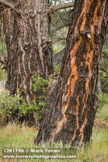 Pinus sabiniana