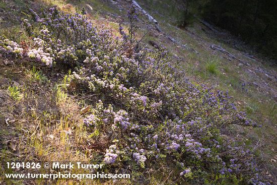 Ceanothus pinetorum