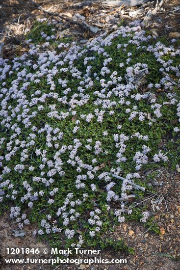 Ceanothus pumilus