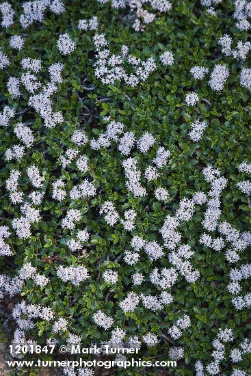 Ceanothus pumilus