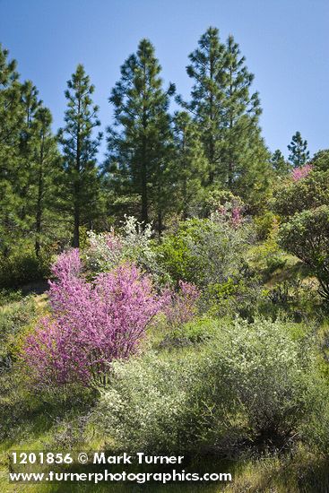 Cercis orbiculata; Amelanchier alnifolia; Ceanothus cuneatus; Pinus ponderosa; Arctostaphylos sp.