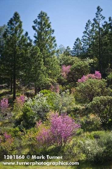 Cercis orbiculata; Amelanchier alnifolia; Ceanothus cuneatus; Pinus ponderosa; Arctostaphylos sp.